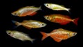 Aquaarium fish. Melanotaenia