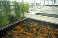 Aquaculture fish farming at the University of Arizona Environmental Research Laboratory in Tucson, AZ Royalty Free Stock Photo