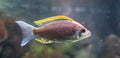 Aquaculture a rare fire crest mloto chichlid fish, believed to be extinct in the wild Royalty Free Stock Photo