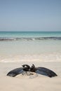 Aqualung on the beach Royalty Free Stock Photo