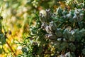 Aquamarine bluish fruit cones on a green TUI Bush. Plump and hard little balls of turquoise hue