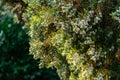 Aquamarine bluish fruit cones on a green TUI Bush. Plump and hard little balls of turquoise hue