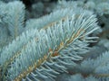 Aquamarine branch of silver spruce