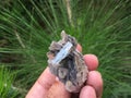 Aquamarine with muscovite mica mineral specimen from nagar Gilgit Pakistan