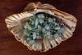 Aquamarine necklace in a large sea shell Royalty Free Stock Photo