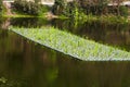 Aquaponic Royalty Free Stock Photo