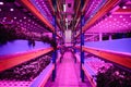Aquaponic farm, sustainable business and artificial lighting. Royalty Free Stock Photo