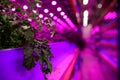 Aquaponic farm, sustainable business and artificial lighting.