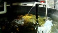 Aquaponic Fish Farm Underwater Video