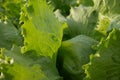 Aquaponic lettuce