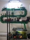 Aquaponic set up 1