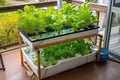 aquaponics system with a range of plants, herbs and fish