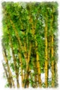 Bamboo thickets on a white background Royalty Free Stock Photo