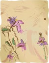 Aquarelle sketch of irises