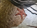 Aquaria phuket starfish red marine