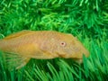 Aquarian catfish (Ancistrus dolichopterus). Royalty Free Stock Photo