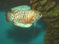 Aquarian fish ljalius Colisa lalia Royalty Free Stock Photo