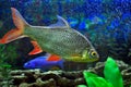 Aquarian small fish Royalty Free Stock Photo