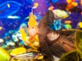 Aquarian small fish Royalty Free Stock Photo