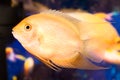 Aquarian small fish Royalty Free Stock Photo