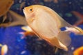 Aquarian small fish Royalty Free Stock Photo