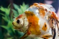 Aquarian small fish Royalty Free Stock Photo