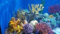 AquaRio - Marine Biology Royalty Free Stock Photo