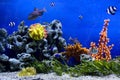 Aquarium Royalty Free Stock Photo