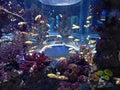 AQUARIuM Royalty Free Stock Photo