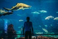 Aquarium in Barcelona Royalty Free Stock Photo