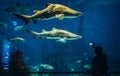Aquarium in Barcelona Royalty Free Stock Photo