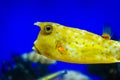 Aquarium with beautiful exotic fish Royalty Free Stock Photo