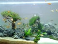 Small Aquarium with fishes and seaweeds ecosystem water background