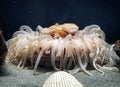 Aquarium beauty at the beach