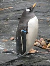 Aquarium in Bergen - penguin