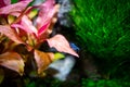 Aquarium blue dream shrimp in plant aquascape Royalty Free Stock Photo