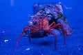 In an aquarium with blue light, a red crab is holding a twig Royalty Free Stock Photo