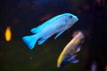 Aquarium with Blue Malawi Cichlids fish Tribe of Haplochromine