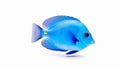 Aquarium blue tang fish isolated on white background. Generative AI Royalty Free Stock Photo