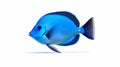 Aquarium blue tang fish isolated on white background. Generative AI