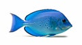 Aquarium blue tang fish isolated on white background. Generative AI Royalty Free Stock Photo