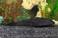 Aquarium catfish Royalty Free Stock Photo