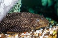 Aquarium catfish closeup