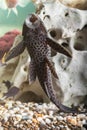 Aquarium catfish closeup Royalty Free Stock Photo