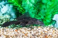 Aquarium catfish Hypostomus plecostomus closeup