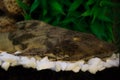 Aquarium Catfish, Hypostomus plecostomus, rests on basalt soil c Royalty Free Stock Photo