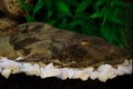 Aquarium Catfish, Hypostomus plecostomus, rests on basalt soil c