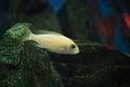 Aquarium cichlid fish in an aquarium with stones in background Royalty Free Stock Photo