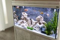 Aquarium with cichlids fish Royalty Free Stock Photo