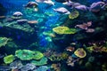 Aquarium with colorful corel and fish Royalty Free Stock Photo